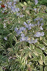 Touch Of Class Jacob's Ladder (Polemonium reptans 'Touch Of Class') at Tree Top Nursery & Landscaping