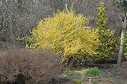 Northern Gold Forsythia (Forsythia 'Northern Gold') at Tree Top Nursery & Landscaping