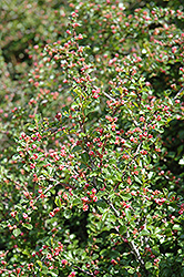 Cranberry Cotoneaster (Cotoneaster apiculatus) at Tree Top Nursery & Landscaping