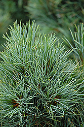 Chalet Swiss Stone Pine (Pinus cembra 'Chalet') at Tree Top Nursery & Landscaping