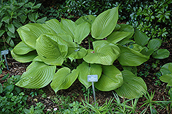 Sum and Substance Hosta (Hosta 'Sum and Substance') at Tree Top Nursery & Landscaping