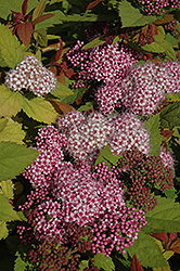 Double Play Big Bang Spirea (Spiraea 'Tracy') at Tree Top Nursery & Landscaping
