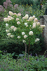 Limelight Hydrangea (tree form) (Hydrangea paniculata 'Limelight (tree form)') at Tree Top Nursery & Landscaping