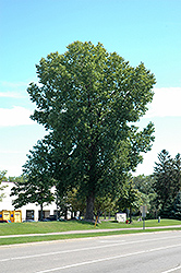 Siouxland Poplar (Populus deltoides 'Siouxland') at Tree Top Nursery & Landscaping