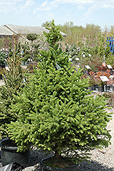 North Star Spruce (Picea glauca 'North Star') at Tree Top Nursery & Landscaping