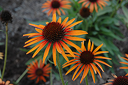 Flame Thrower Coneflower (Echinacea 'Flame Thrower') at Tree Top Nursery & Landscaping