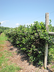 Patriot Blueberry (Vaccinium corymbosum 'Patriot') at Tree Top Nursery & Landscaping