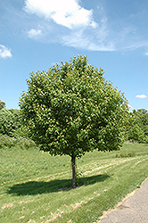 Northwood Red Maple (Acer rubrum 'Northwood') at Tree Top Nursery & Landscaping