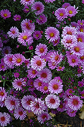 Purple Dome Aster (Symphyotrichum novae-angliae 'Purple Dome') at Tree Top Nursery & Landscaping