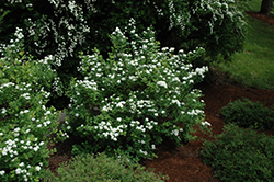 Tor Spirea (Spiraea betulifolia 'Tor') at Tree Top Nursery & Landscaping