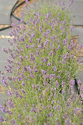 SuperBlue Lavender (Lavandula angustifolia 'SuperBlue') at Tree Top Nursery & Landscaping