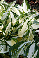 Fire and Ice Hosta (Hosta 'Fire and Ice') at Tree Top Nursery & Landscaping