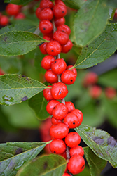 Red Sprite Winterberry (Ilex verticillata 'Red Sprite') at Tree Top Nursery & Landscaping