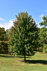 Marmo Maple (Acer x freemanii 'Marmo') at Tree Top Nursery & Landscaping