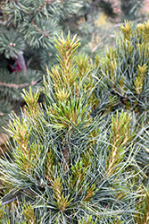 Westerstede Swiss Stone Pine (Pinus cembra 'Westerstede') at Tree Top Nursery & Landscaping