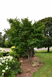 Korean Maple (Acer pseudosieboldianum) at Tree Top Nursery & Landscaping