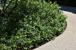 Gro-Low Fragrant Sumac (Rhus aromatica 'Gro-Low') at Tree Top Nursery & Landscaping