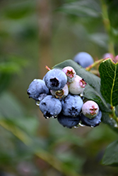 Chippewa Blueberry (Vaccinium 'Chippewa') at Tree Top Nursery & Landscaping