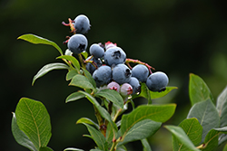 Northland Blueberry (Vaccinium corymbosum 'Northland') at Tree Top Nursery & Landscaping