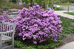 P.J.M. Rhododendron (Rhododendron 'P.J.M.') at Tree Top Nursery & Landscaping