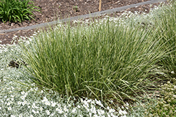 Variegated Reed Grass (Calamagrostis x acutiflora 'Overdam') at Tree Top Nursery & Landscaping
