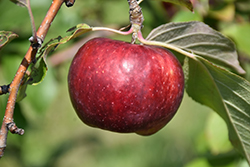 Frostbite Apple (Malus 'MN 447') at Tree Top Nursery & Landscaping