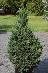 Little Dipper White Spruce (Picea glauca 'Little Dipper') at Tree Top Nursery & Landscaping