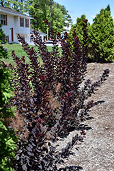 Winecraft Black Smokebush (Cotinus coggygria 'NCCO1') at Tree Top Nursery & Landscaping