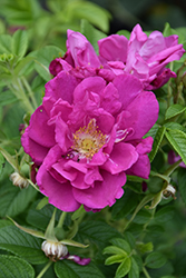 Purple Pavement Rose (Rosa 'Purple Pavement') at Tree Top Nursery & Landscaping